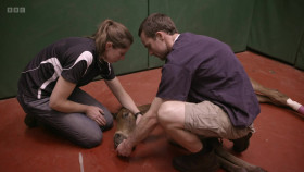 Scottish Vets Down Under S01E08 1080p WEBRip x264-CBFM EZTV