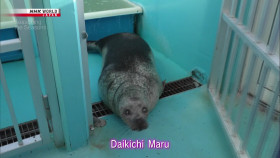 Seasoning the Seasons S14E01 Sea of Okhotsk Blessings of the Drift Ice 1080p HDTV H264-DARKFLiX EZTV