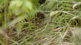 Secret Life of the Forest S02E01 XviD-AFG EZTV