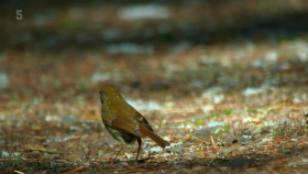 Secret Life of the Forest S02E04 1080p HDTV H264-DARKFLiX EZTV