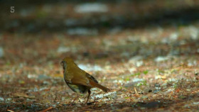 Secret Life of the Forest S02E04 XviD-AFG EZTV