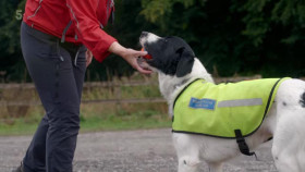 Secret Life of the Forest S02E05 XviD-AFG EZTV