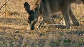 Secret Life of the Kangaroo S01E02 From Pouch to Foot XviD-AFG EZTV