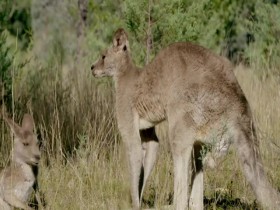 Secret Life of the Kangaroo S01E03 A Bucks Life 480p x264-mSD EZTV