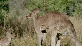 Secret Life of the Kangaroo S01E03 A Bucks Life XviD-AFG EZTV