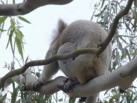 Secret Life of the Koala S01E01 Breeding Season 480p x264-mSD EZTV
