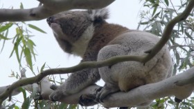 Secret Life of the Koala S01E01 Breeding Season 720p HEVC x265-MeGusta EZTV