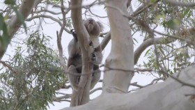 Secret Life of the Koala S01E01 Breeding Season XviD-AFG EZTV