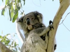 Secret Life of the Koala S01E02 Koala Country 480p x264-mSD EZTV