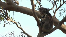 Secret Life of the Koala S01E02 Koala Country XviD-AFG EZTV