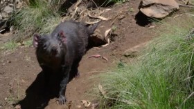 Secret Life of the Tasmanian Devil S01E02 Young Devils XviD-AFG EZTV