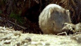 Secret Life of the Wombat S01E01 Wombat Wood 720p WEB h264-CAFFEiNE EZTV