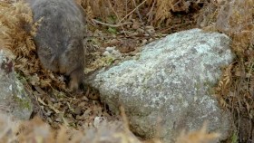 Secret Life of the Wombat S01E01 Wombat Wood XviD-AFG EZTV