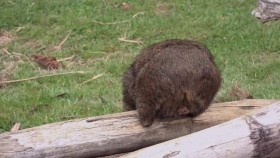 Secret Life of the Wombat S01E02 A Joeys Journey 1080p WEB h264-CAFFEiNE EZTV