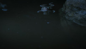 Secret World of Sound with David Attenborough S01E02 iNTERNAL 1080p HEVC x265-MeGusta EZTV