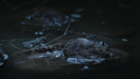 Secret World of Sound with David Attenborough S01E02 iNTERNAL 1080p WEB h264-EDITH EZTV