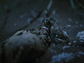 Secret World of Sound with David Attenborough S01E02 iNTERNAL 480p x264-mSD EZTV