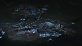 Secret World of Sound with David Attenborough S01E02 iNTERNAL XviD-AFG EZTV