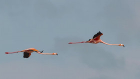 Secret World of Sound with David Attenborough S01E03 iNTERNAL 1080p HEVC x265-MeGusta EZTV