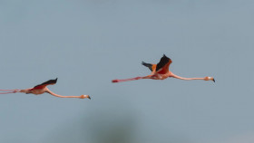 Secret World of Sound with David Attenborough S01E03 iNTERNAL 1080p WEB h264-EDITH EZTV