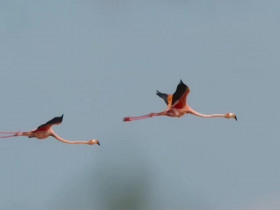 Secret World of Sound with David Attenborough S01E03 iNTERNAL 480p x264-mSD EZTV