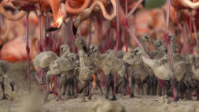 Secret World of Sound with David Attenborough S01E03 iNTERNAL XviD-AFG EZTV