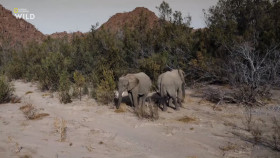 Secrets of the Elephants S01E01 1080p HEVC x265-MeGusta EZTV