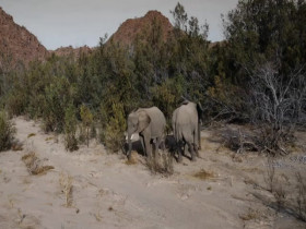 Secrets of the Elephants S01E02 480p x264-mSD EZTV
