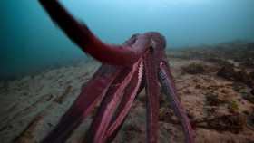 Secrets of the Octopus S01E02 Masterminds 720p DSNP WEB-DL DDP5 1 H 264-NTb EZTV