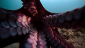 Secrets of the Octopus S01E02 XviD-AFG EZTV