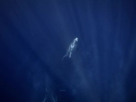 Secrets of the Whales S01E02 480p x264-mSD EZTV