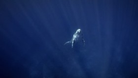 Secrets of the Whales S01E02 720p HEVC x265-MeGusta EZTV