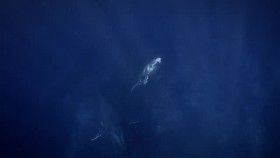 Secrets of the Whales S01E02 XviD-AFG EZTV