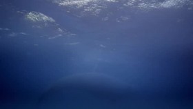 Secrets of the Whales S01E03 XviD-AFG EZTV