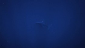 Secrets of the Whales S01E04 XviD-AFG EZTV
