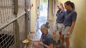 Secrets of the Zoo-Tampa S02E04 Iguana Be Your Friend 720p HEVC x265-MeGusta EZTV