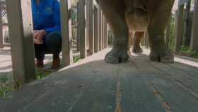 Secrets of the Zoo Tampa S03E01 All Iguana Do 720p WEBRip x264-KOMPOST EZTV