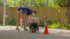Secrets of the Zoo Tampa S04E02 XviD-AFG EZTV