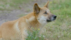 Secrets of Wild Australia S01E02 The Dingo 1080p WEB h264-CAFFEiNE EZTV