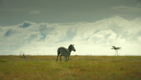 Serengeti S02E01 Intrigue 720p WEBRip x264-KOMPOST EZTV