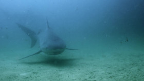 Shark Attack 360 S01E02 Swimmers Beware 1080p HULU WEB-DL DD 5 1 H 264-playWEB EZTV