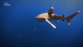Shark Attacks Files S02E03 XviD-AFG EZTV