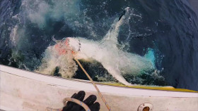 Shark Week S2024E03 Makozilla 720p MAX WEB-DL DD 2 0 H 264-playWEB EZTV