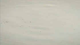 Singapore Wild City Series 1 2of2 Hidden Wild 720p x264 HDTV EZTV