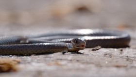 Snake City S05E04 Tunnel of Doom 720p WEB x264-CookieMonster EZTV