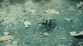 Snake in the Grass S01E04 1080p HEVC x265-MeGusta EZTV