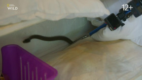 Snakes in the City S09E02 1080p HDTV H264-CBFM EZTV