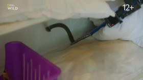 Snakes in the City S09E02 XviD-AFG EZTV