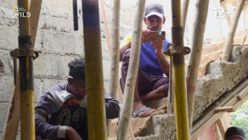 Snakes in the City S09E05 XviD-AFG EZTV