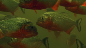 South Americas Weirdest Animals S01 1080p WEBRip x265 EZTV